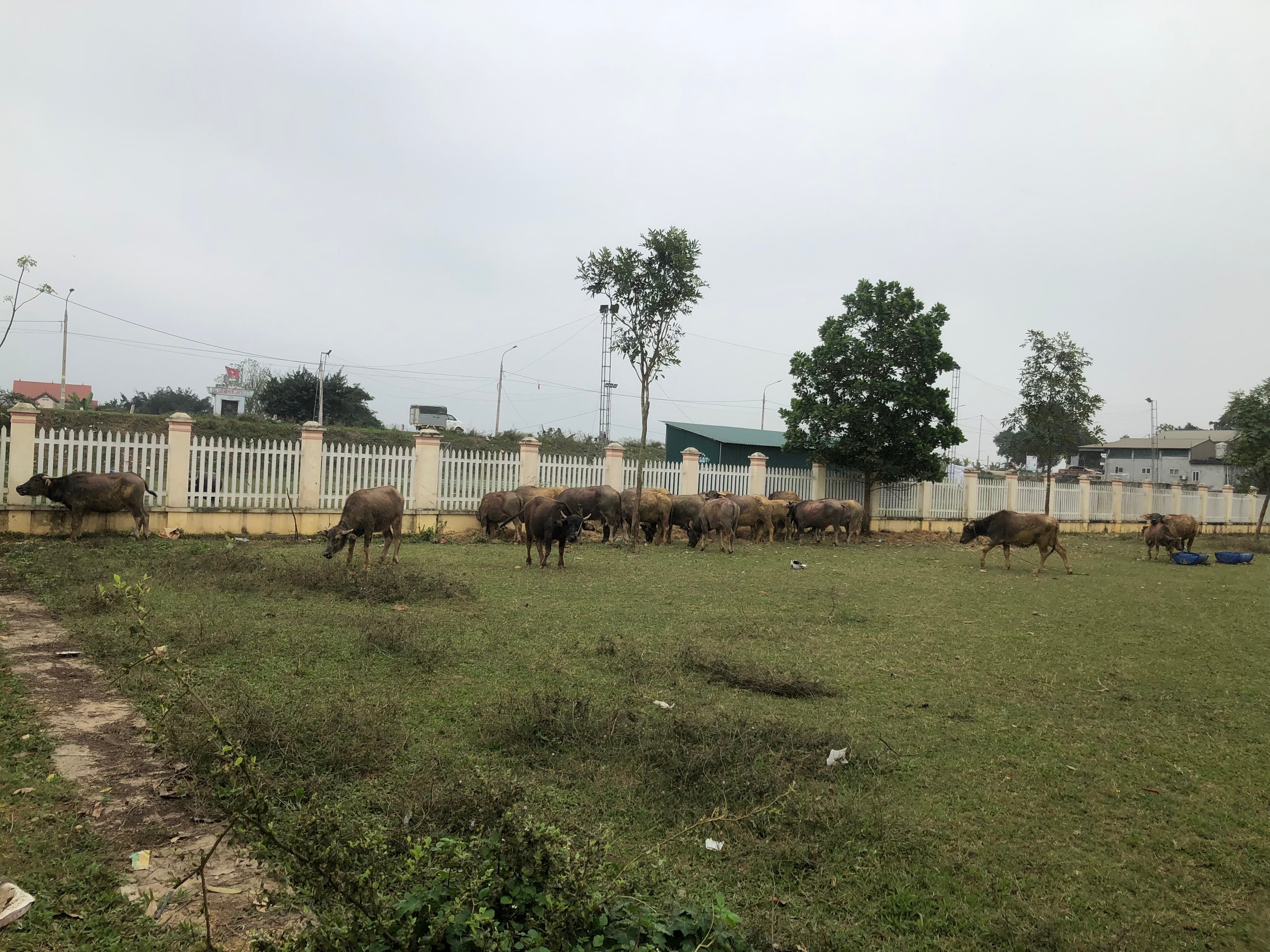 Pháp luật - Phú Thọ: Bắt 2 kẻ trộm trâu bò về mở trang trại chăn nuôi 