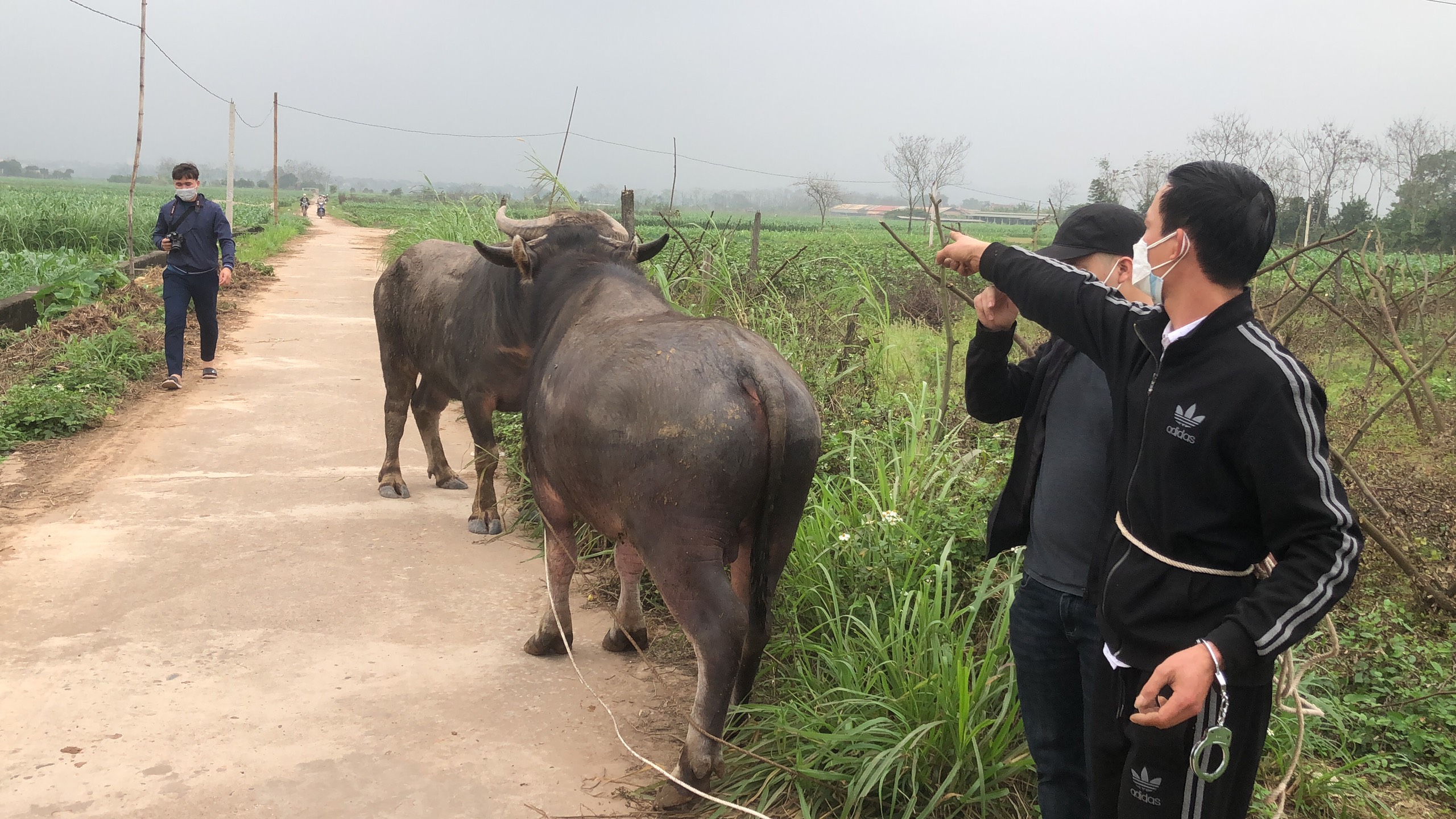 Pháp luật - Phú Thọ: Bắt 2 kẻ trộm trâu bò về mở trang trại chăn nuôi (Hình 2).