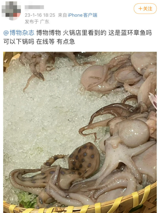Đời sống - Bạch tuộc cực độc được phát hiện trên bàn ăn khi chuẩn bị phục vụ cho thực khách