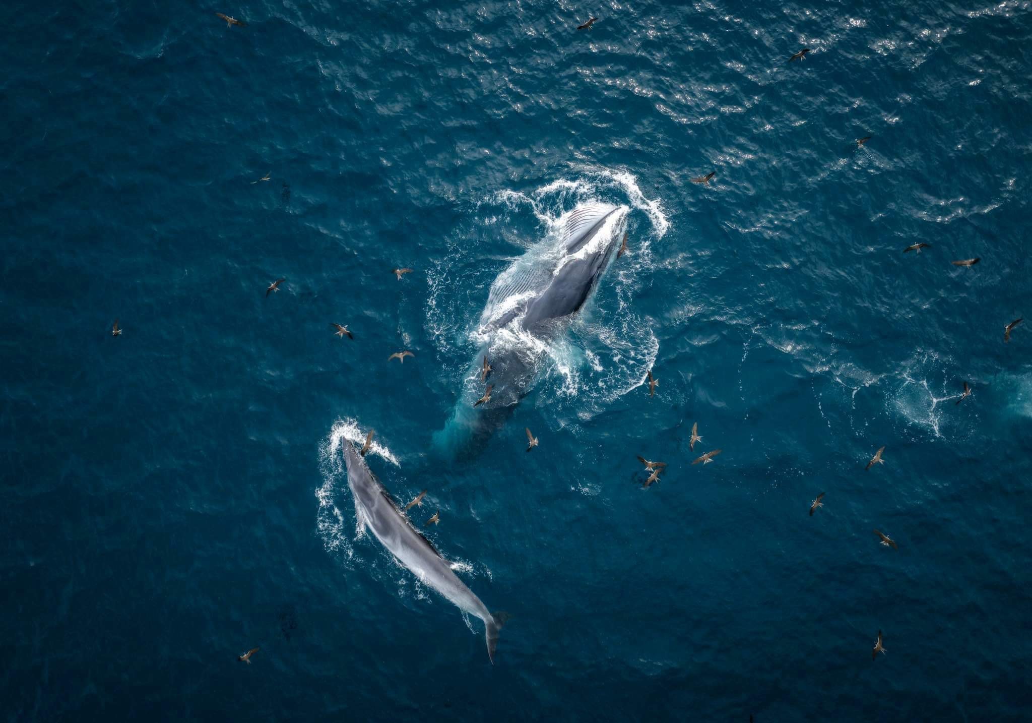 Cần biết - Cá voi về vùng biển Bình Định, chuyên gia nói gì?