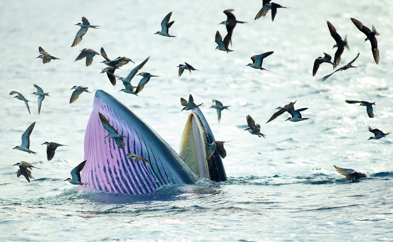 Cá voi về vùng biển Bình Định, chuyên gia nói gì?