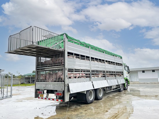 Kinh tế - THILOGI cung ứng dịch vụ vận chuyển gia súc chuyên nghiệp (Hình 2).