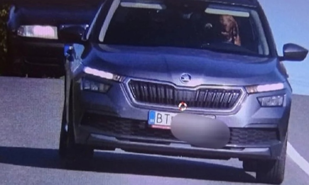 Đời sống - Để chó ngồi lái ô tô, người đàn ông nhận cái kết đắng từ phía cảnh sát