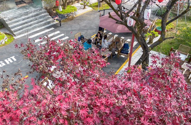 Đời sống - Không phải Nhật bản hay Hàn Quốc, giới trẻ 'phát cuồng' khi check-in cây phong lá đỏ ở ngay Việt Nam