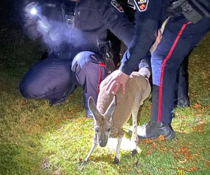 Đời sống - Kangaroo 'tung cước' đá thẳng mặt cảnh sát Canada trên đường chạy trốn