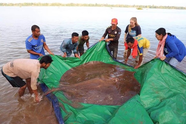 Tin thế giới - Bắt được con cá nước ngọt lớn nhất thế giới nặng 300kg trên sông Mekong (Hình 3).
