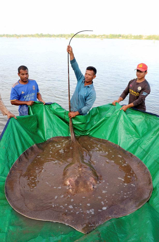 Tin thế giới - Bắt được con cá nước ngọt lớn nhất thế giới nặng 300kg trên sông Mekong
