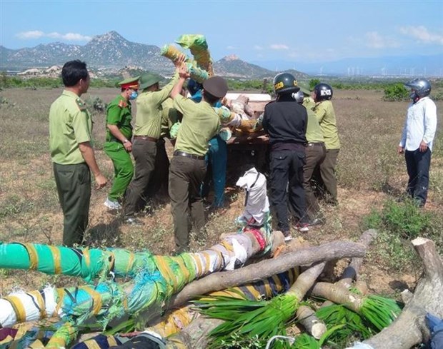 An ninh - Hình sự - Ninh Thuận: Truy xét nhóm đối tượng tấn công lực lượng bảo vệ rừng