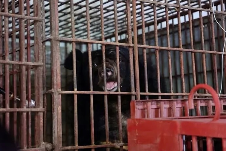 Tin trong nước - Tin thời sự nóng mới nhất ngày 3/10: Trung tâm cứu hộ ở vườn quốc gia Bạch Mã lần đầu tiếp nhận 2 con gấu