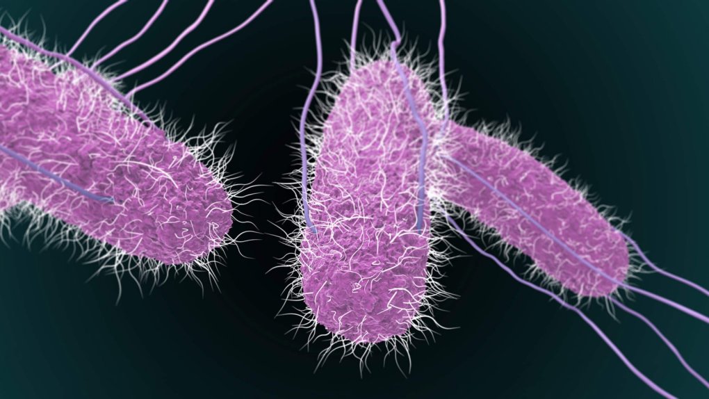 Tin trong nước - Vụ ngộ độc hàng loạt sau tiệc trung thu: Tìm thấy vi khuẩn salmonella