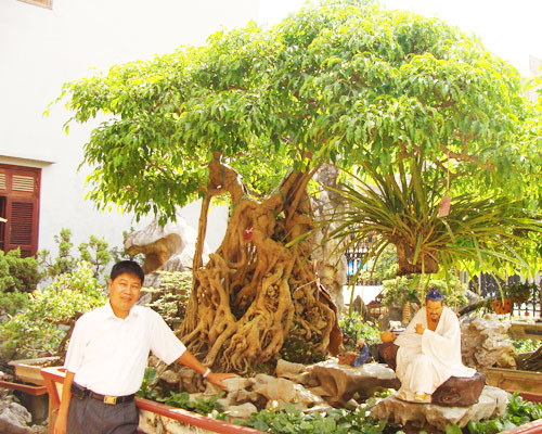 Kinh doanh - Những siêu cây cảnh giá triệu USD gây choáng ngợp của đại gia Việt