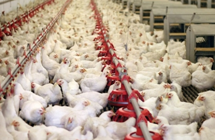 Kinh doanh - Ngân hàng rao bán đàn gà, hoa lợi,..đảm bảo cho khối nợ hơn 900 tỷ đồng