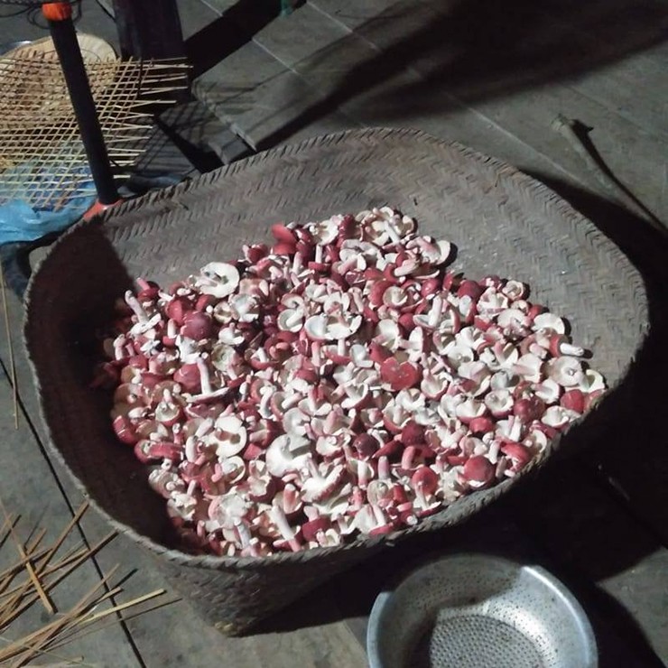 Thị trường - Cận cảnh loại nấm ở Tây Bắc được ví như “vàng đỏ”, chỉ mọc vào ban đêm (Hình 6).