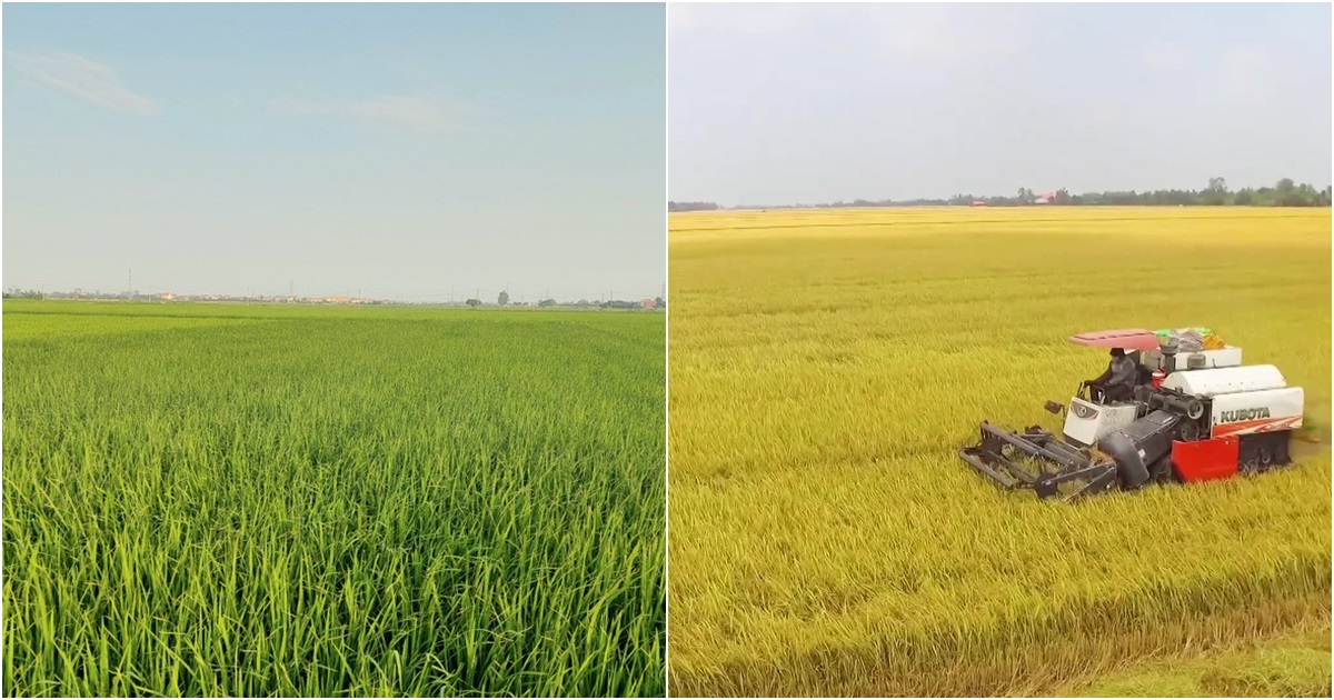 Thị trường - Phê duyệt đề án 1 triệu ha lúa chất lượng cao: Người nông dân trồng lúa lãi trên 50%