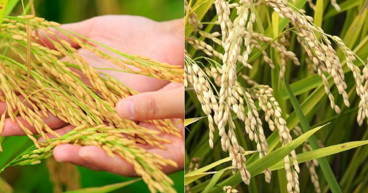 Thị trường - Mới đầu năm, nông dân phấn khởi vì giá lúa cao, doanh nghiệp xuất khẩu “trúng lớn”