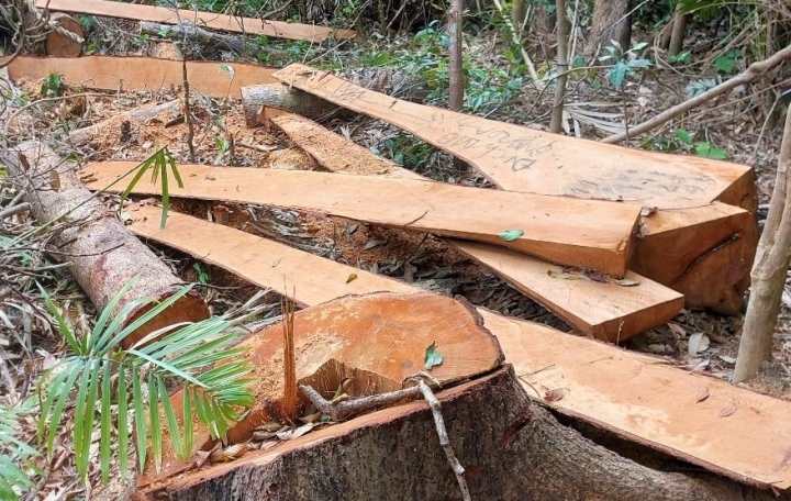 An ninh - Hình sự - Gia Lai: Phát hiện hàng loạt cây rừng tự nhiên bị đốn hạ trái phép