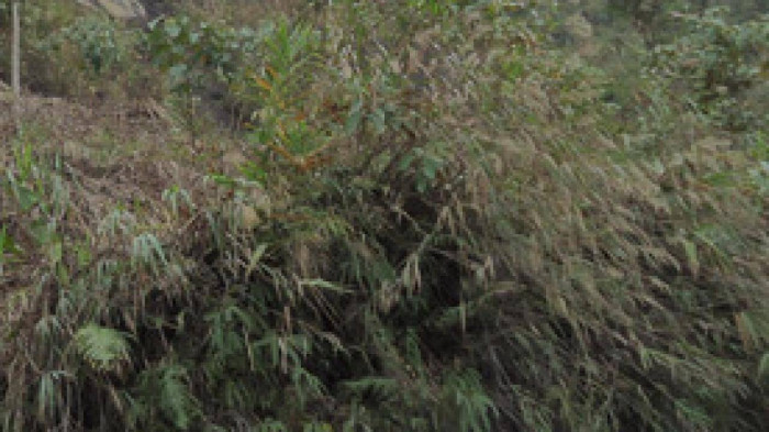 Tin trong nước - Quảng Ninh: Đi bắt ong, hoảng hồn phát hiện thi thể đang phân hủy