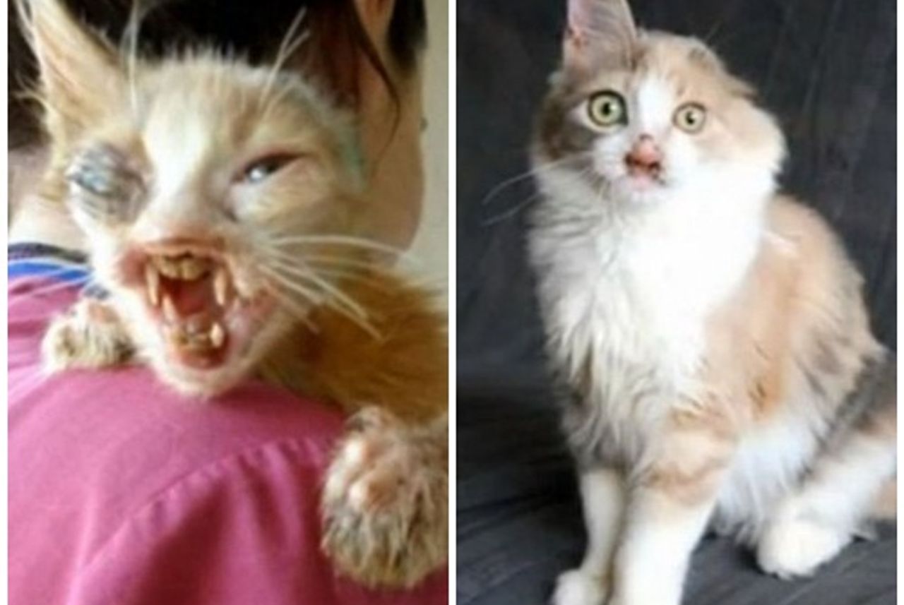 Mèo phẫu thuật lột xác: Những chú mèo này đã trải qua phẫu thuật để cải thiện ngoại hình của mình - hãy xem trải nghiệm của họ như thế nào sau khi được cải thiện!