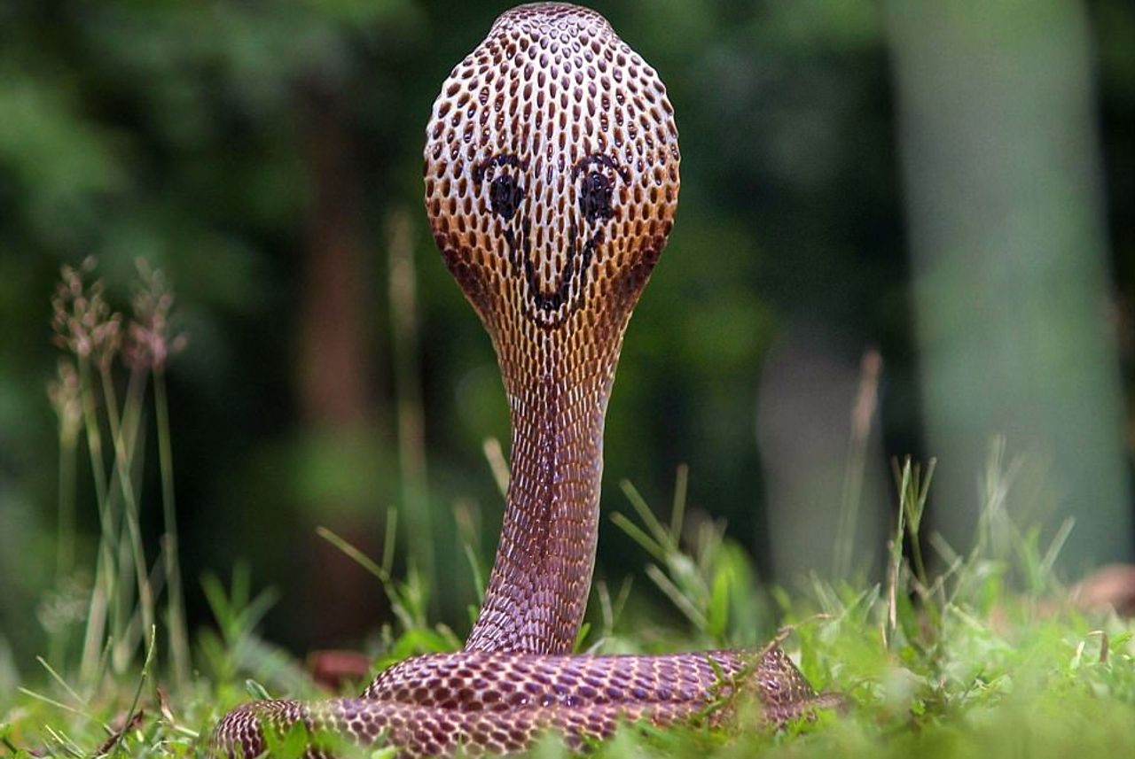 Lạ lẫm hình ảnh rắn hổ mang cực độc lại có hình mặt cười phía sau đầu