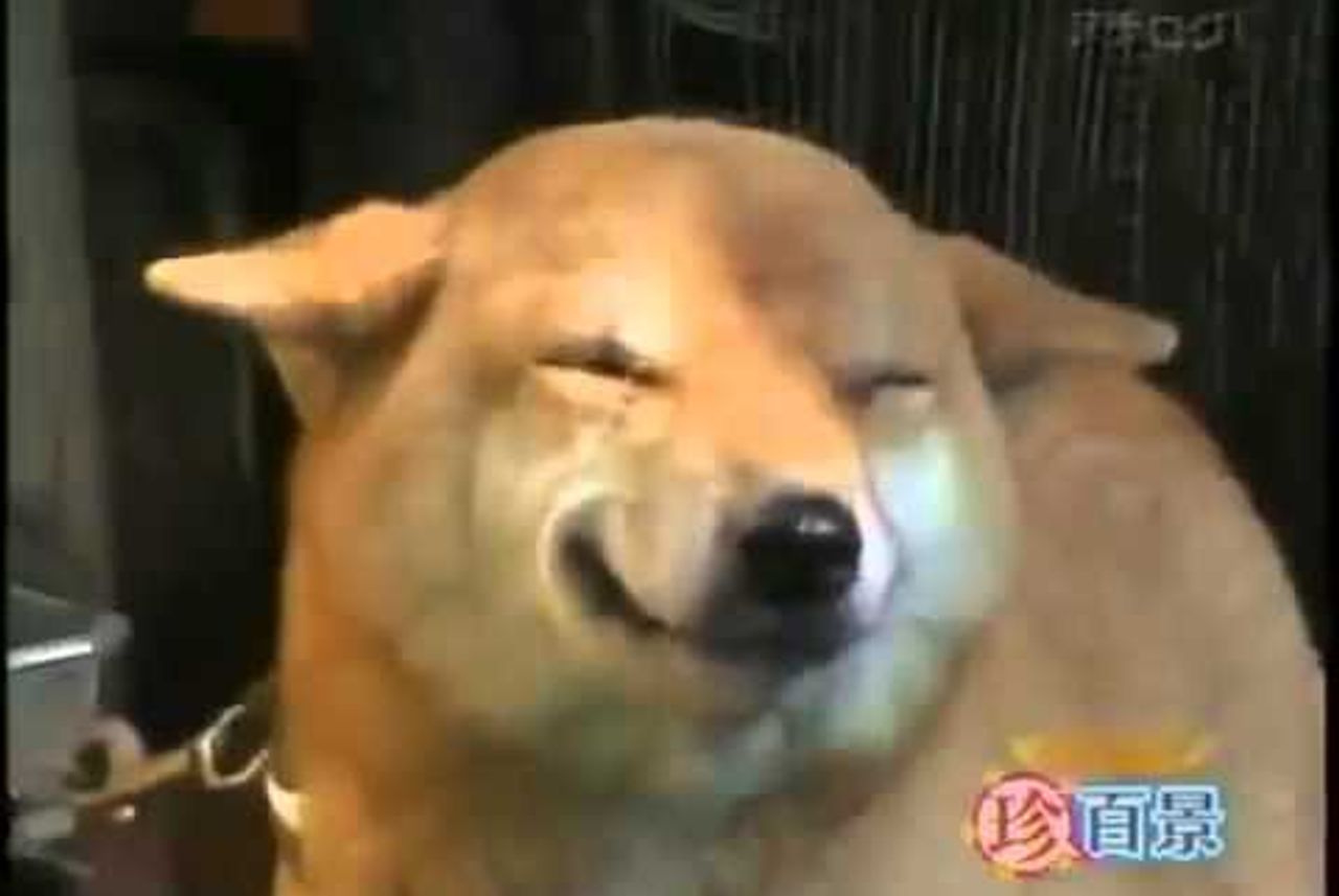 Video: Cận cảnh chú chó biết cười khi chủ về nhà