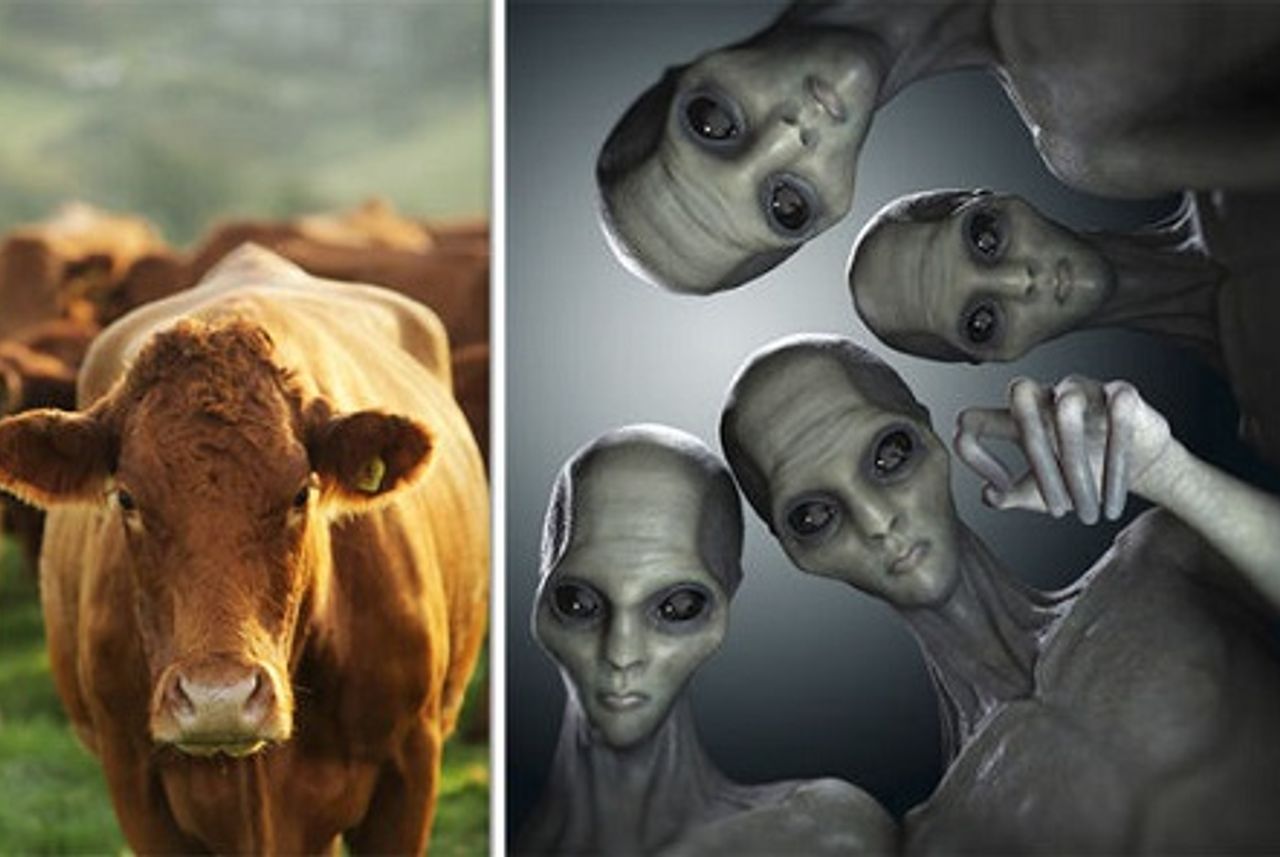 Người ngoài hành tinh bị nghi ra tay sát hại đàn bò ở Argentina