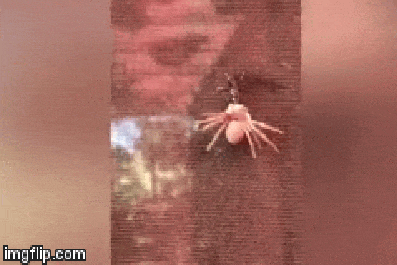 Video: Ong bắp cày hạ gục nhện khổng lồ chỉ bằng một vết chích với ...