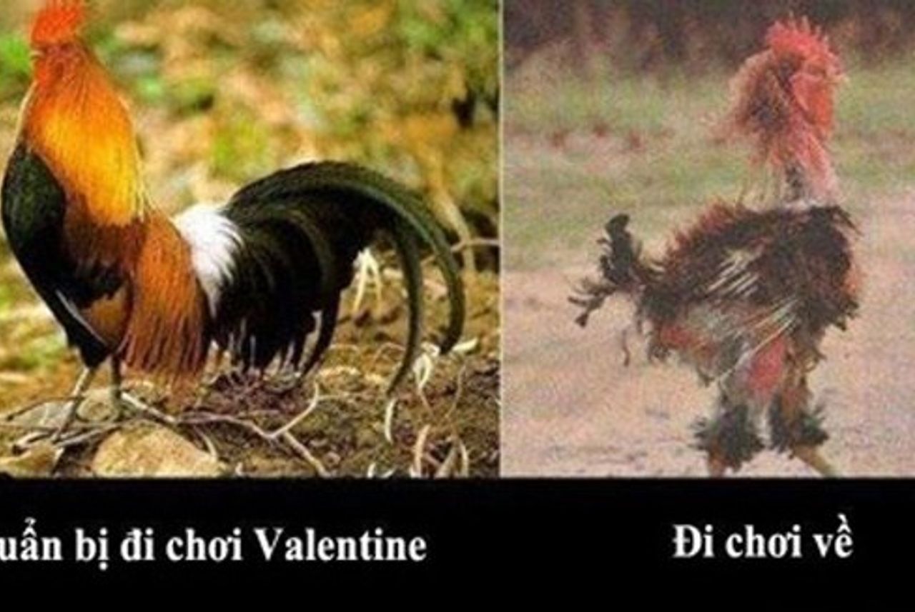 Ngày Valentine: Những hình ảnh Valentine hài hước, độc đáo