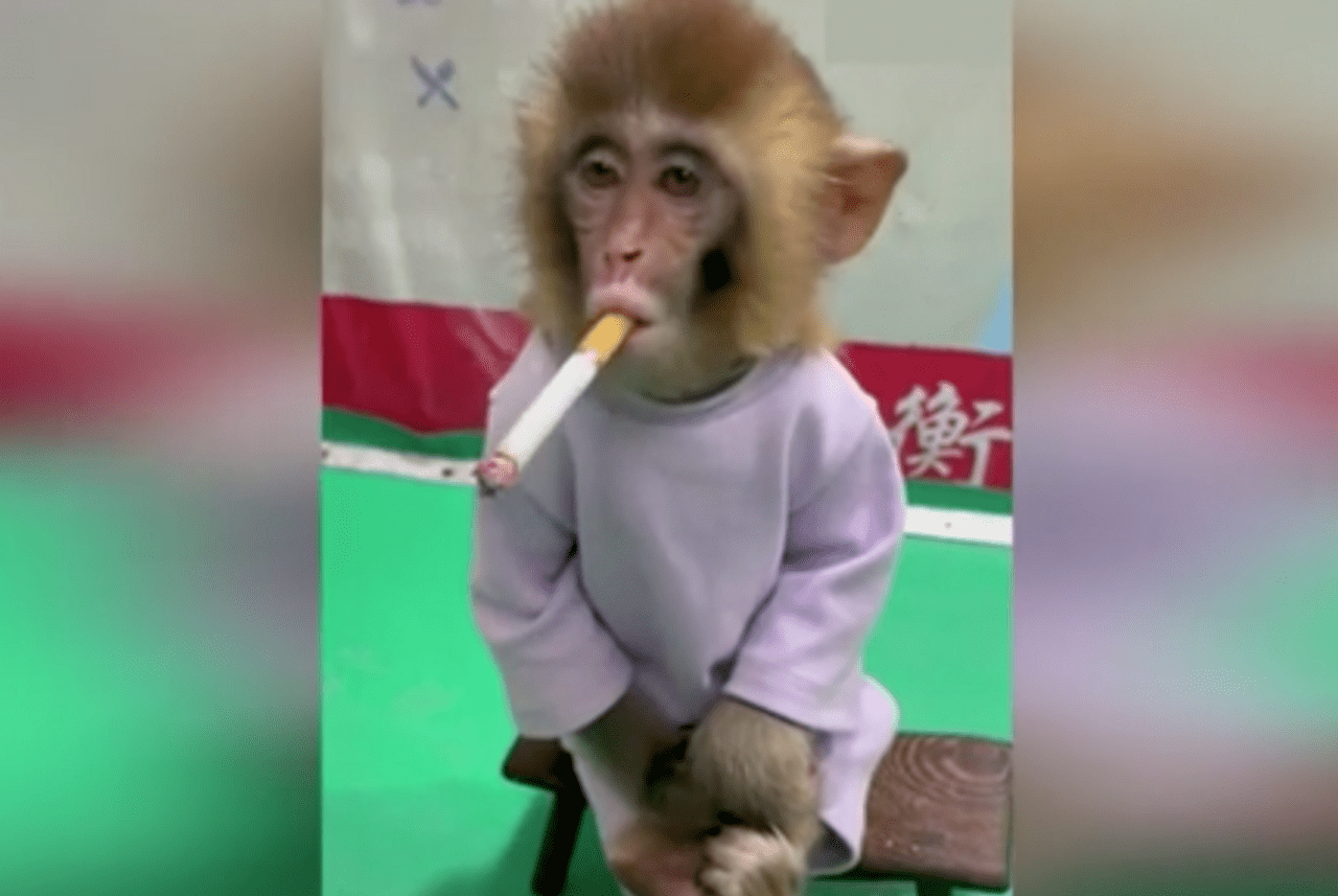 Video: Thích Thú Hình Ảnh Chú Khỉ Ngồi Hút Thuốc, Khoanh Chân Đầy 