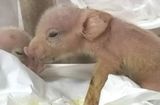 Tin thế giới - Trung Quốc: Lợn con lai khỉ lần đầu tiên được sinh ra
