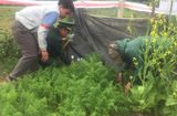 Tin trong nước - Hà Tĩnh: Phát hiện một gia đình trồng cây thuốc phiện trái phép