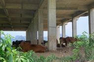 Kinh doanh - Cận cảnh dự án đại học Hoa Lư hơn 400 tỷ đồng cả thập kỷ vẫn bỏ hoang, thành nơi chăn bò, đổ phế thải