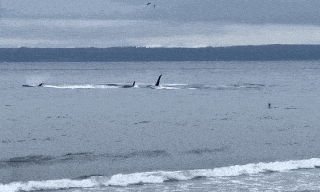 Video: Đàn cá voi sát thủ 
