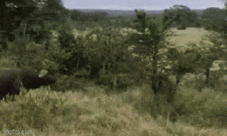 Video: Trâu rừng ra đòn chí mạng, giải cứu đồng loại khỏi bầy sư tử háu đói