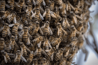 Người đàn ông may mắn sống sót sau khi bị 1.000 con ong tấn công