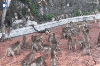 Video: Cả đàn khỉ xông vào tấn công trăn 