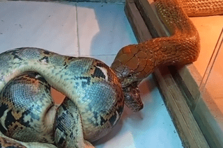 Video: Trăn vua tử chiến khốc liệt với rắn hổ mang và cái kết