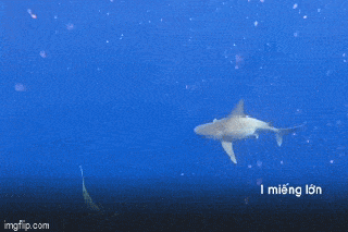 Video: Cá mập táo tợn cướp cá ngừ ngay trên tay ngư dân