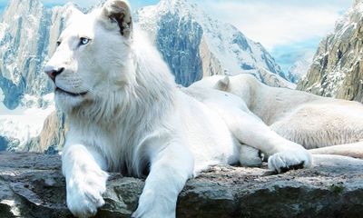 Giống sư tử trắng mắt xanh cực hiếm trở thành con mồi cho thợ săn