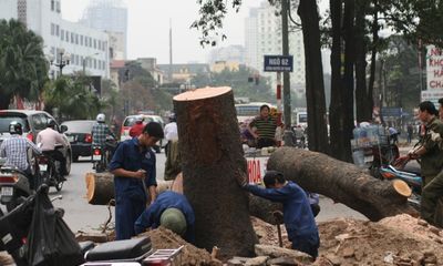 Hà Nội: Trưng cầu ý kiến người dân về thay thế cây xanh