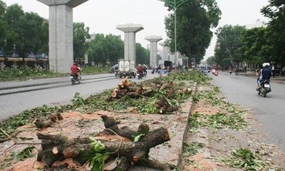 Chặt 6700 cây ở Hà Nội: Đại gia 