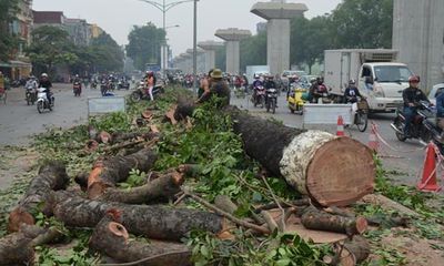 Vụ chặt cây Hà Nội: Tổng Thanh tra Chính phủ đề nghị làm rõ