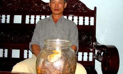 Sâm 800 tuổi đại gia thế giới thèm thuồng, lão nông Việt ngâm rượu... uống chơi