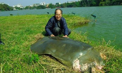 Sự thực tin đồn cụ rùa Hồ Gươm qua đời