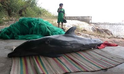 Cá heo hấp hối nặng hơn 100kg dạt vào bờ biển Quy Nhơn