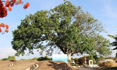 Cây xoài hơn 300 tuổi ở miền Tây được công nhận cây di sản 