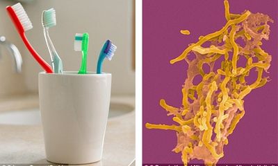 Tiết lộ sốc: Hầu hết bàn chải đánh răng của bạn chứa vi khuẩn hôi thối