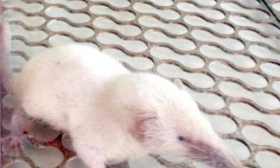 Thừa Thiên – Huế: Phát hiện chuột chù màu trắng hiếm thấy