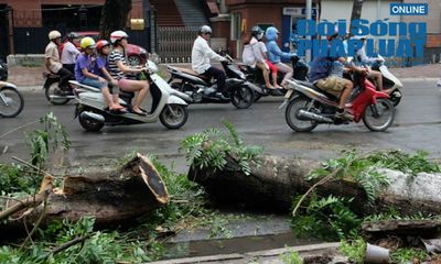 Hà Nội: Thót tim 50 người cứu nạn nhân bị cây cổ thụ đè
