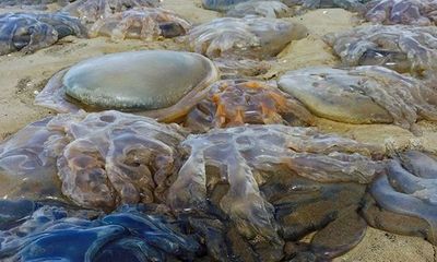 Quái vật sứa khổng lồ tấn công bờ biển nước Anh