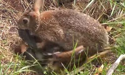 Cảm động video thỏ mẹ lao vào cắn xé rắn độc để cứu con